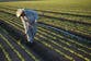 A new cyclospora cluster is under FDA investigation with US now facing four outbreaks