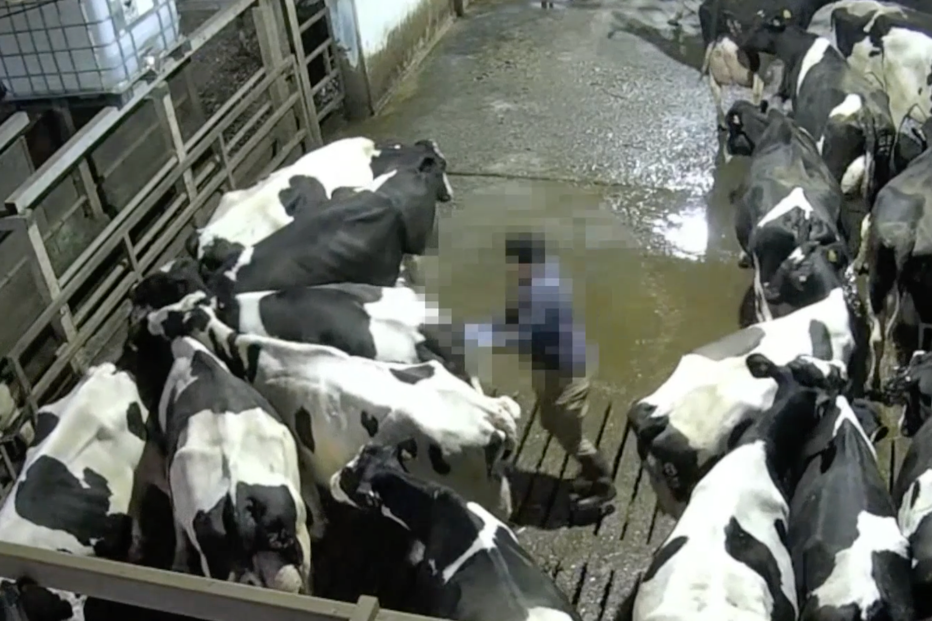 A worker uses a sharp goad, causing pain as he prods cows (Joey Carbstrong)