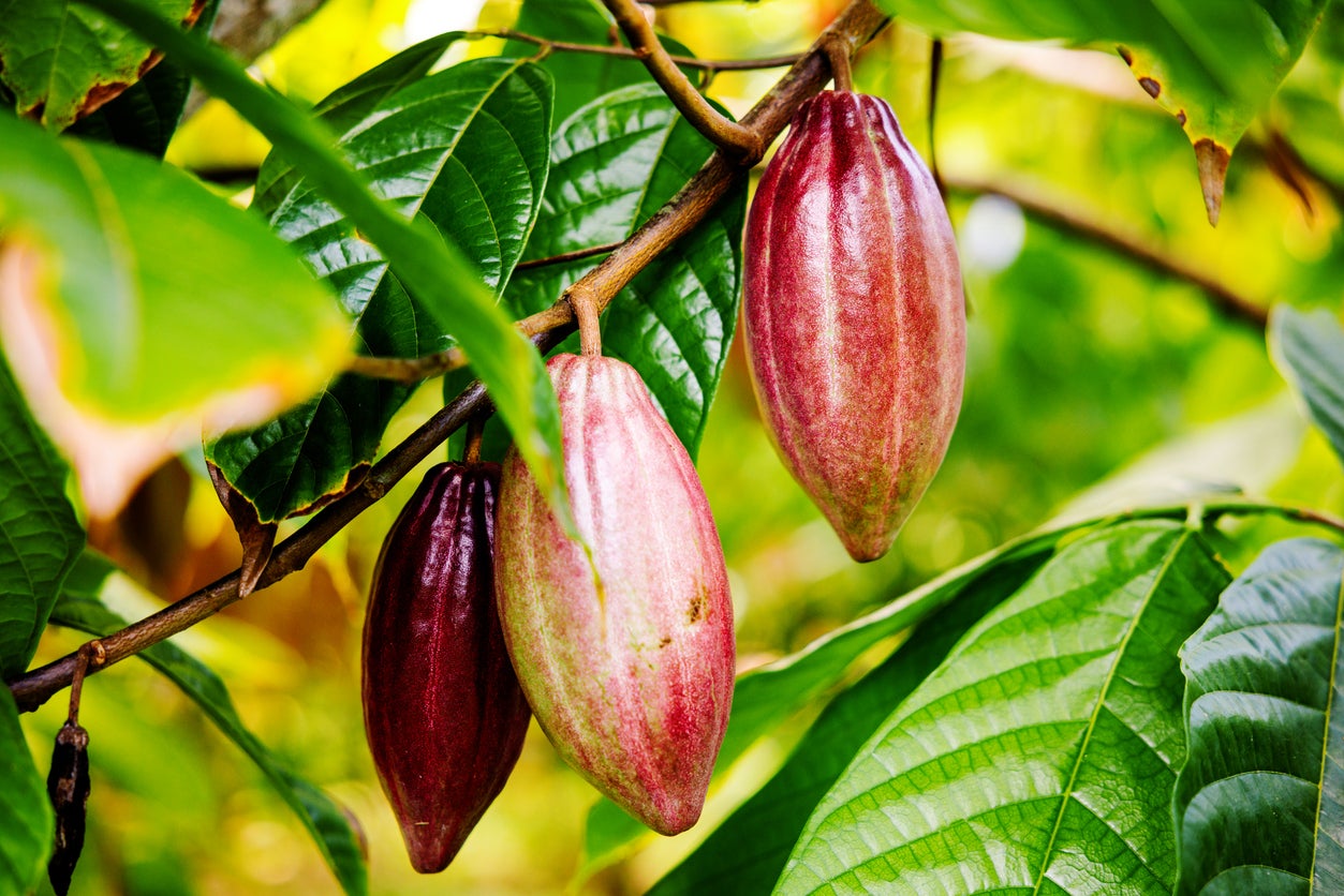 Chocolate is made from the seeds of the cocoa tree