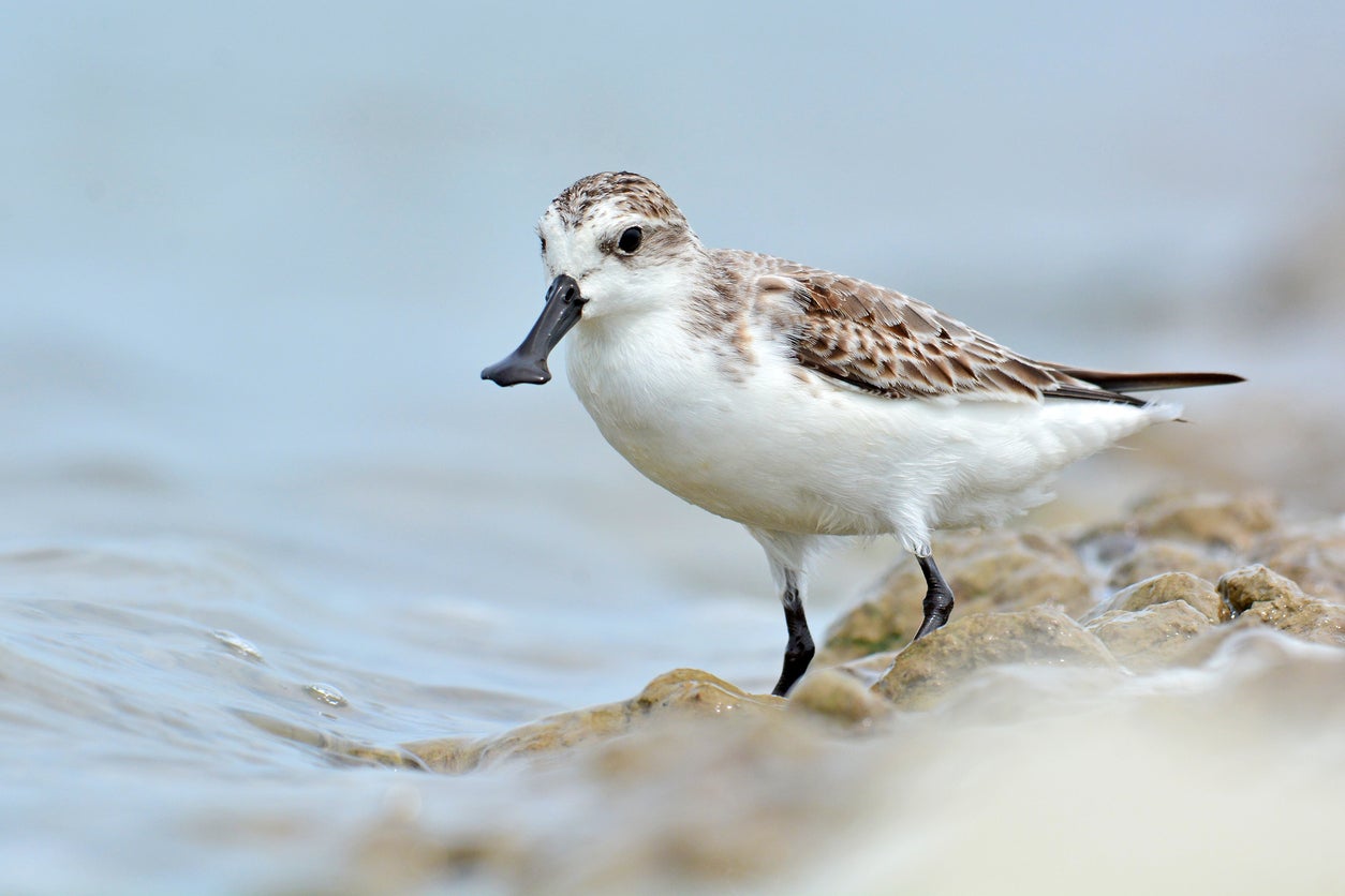 Critically endangered spoon-billed sandpipers depend on a shrinking network of tidal mudflats