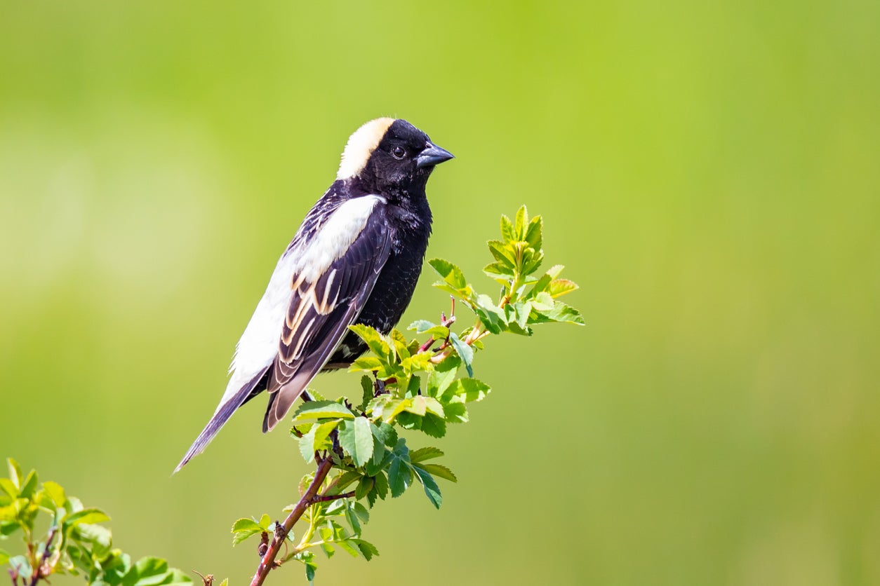 The bobolink breeds in the grasslands of North America, but it makes an epic migration journey to South America each year