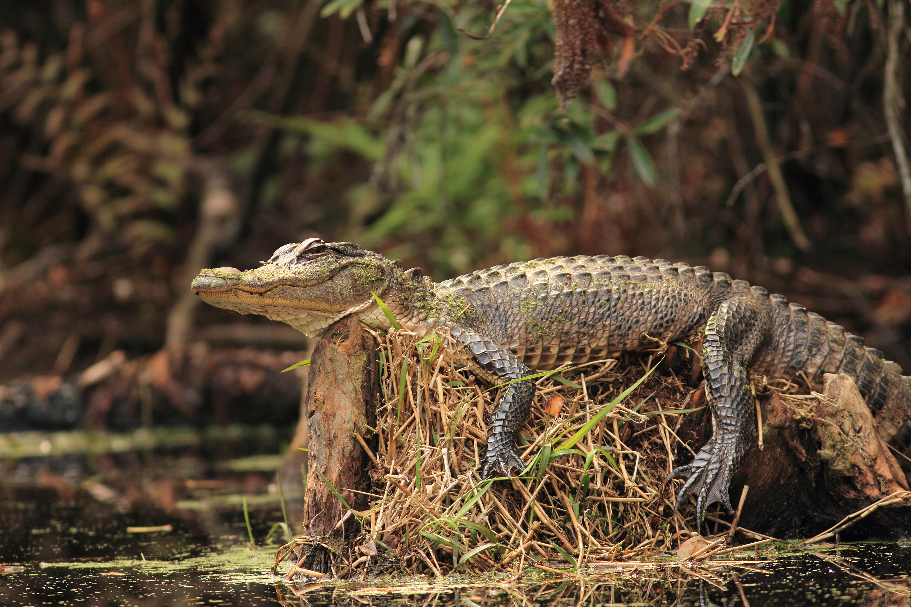 The Okefenokee swamp is poised to join awe-inspiring U.S. landscapes including the Grand Canyon and the Everglades as the nation’s 27th World Heritage Site (Getty Images/iStockphoto)