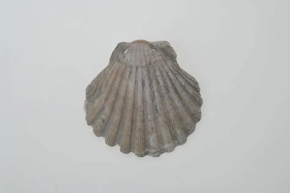 A pilgrim shell found at the Västerhus cemetery