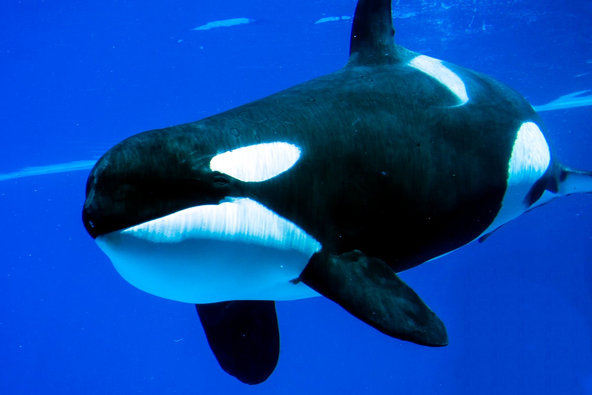 Orcas spotted ramming into giant fish carcasses and watching them explode for fun – UK Times Orcas spotted ramming into giant fish carcasses and watching them explode for fun – UK Times