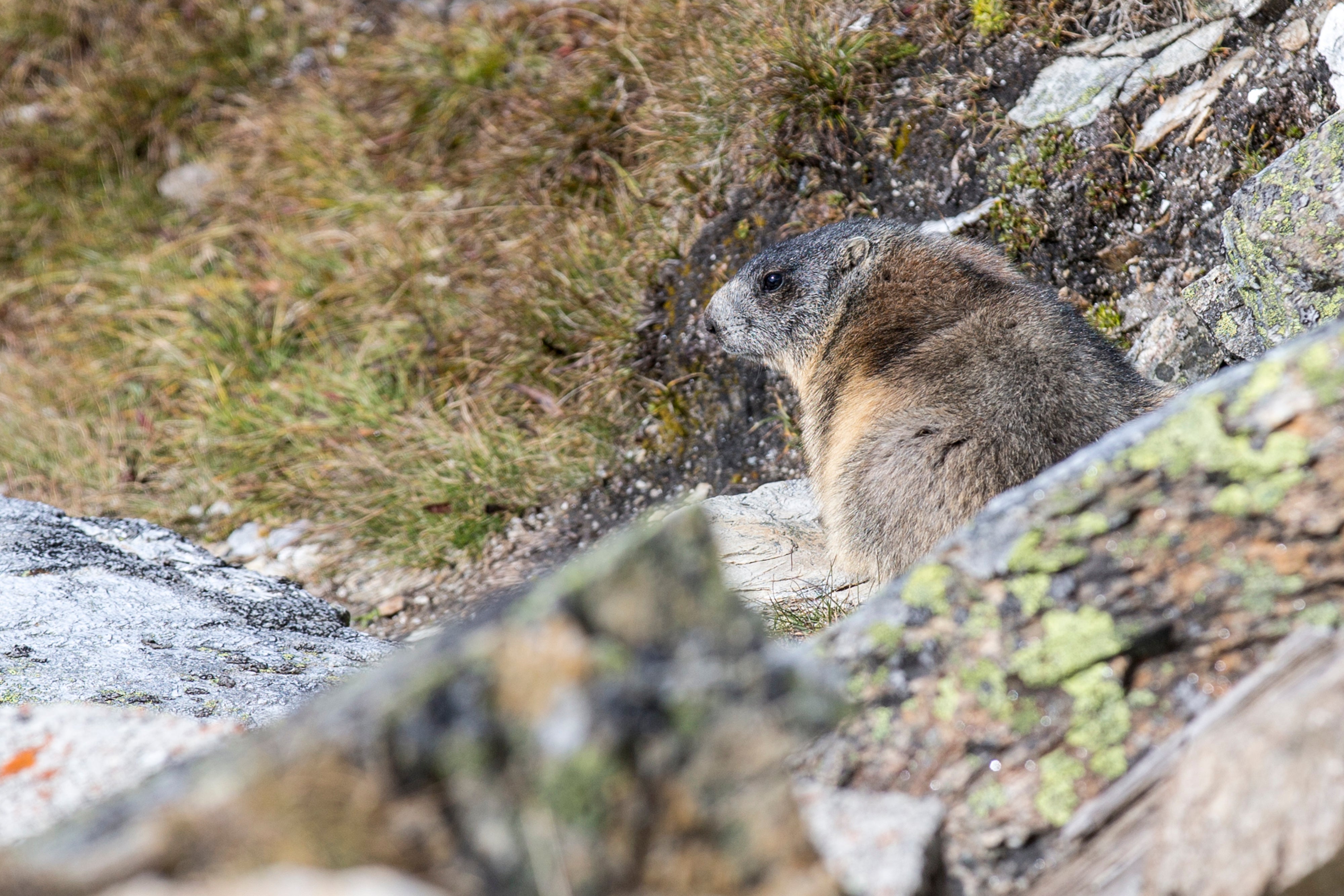 Animals including marmots could be impacted by the Tour's visit