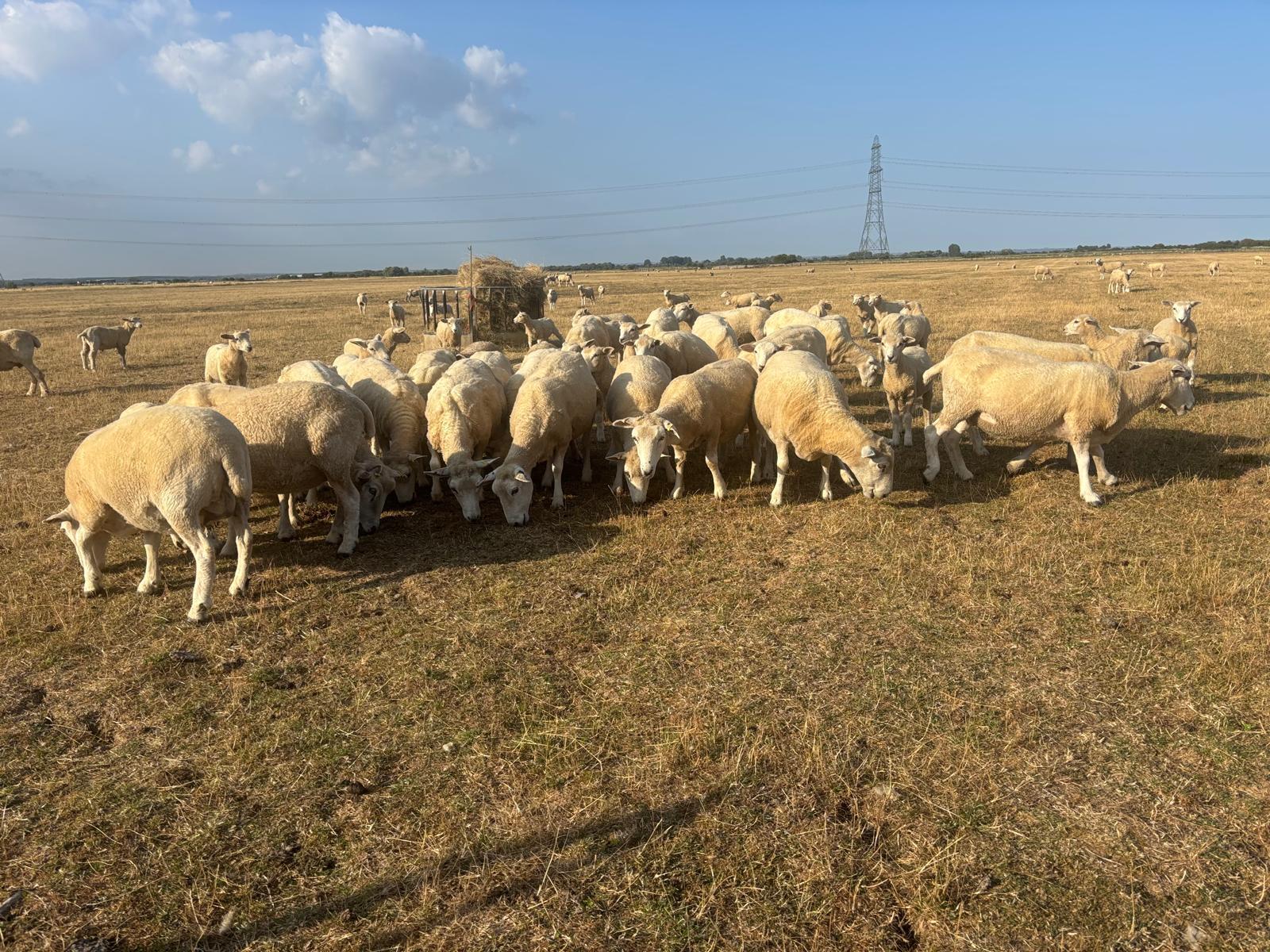 Simon Wright said animals at his farm are already having to be given their winter food because there isn’t enough grass for them to eat