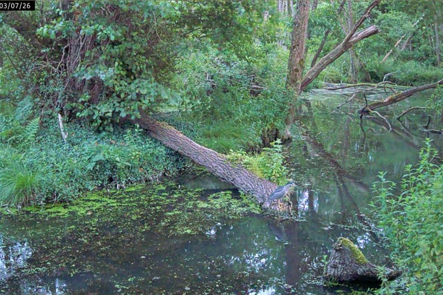 Rare heron spotted on camera at National Trust site