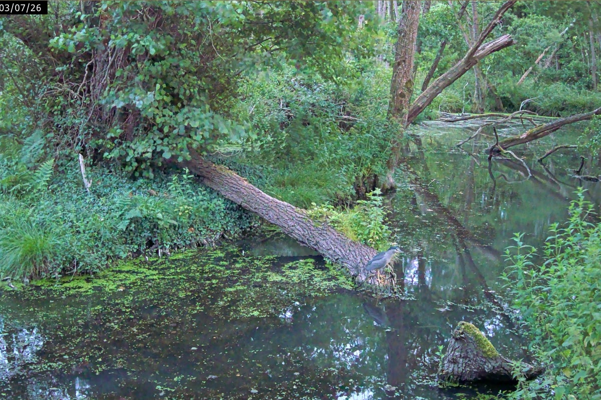 Rare black-crowned night heron spotted on camera at Somerset National Trust site – UK Times Rare black-crowned night heron spotted on camera at Somerset National Trust site – UK Times