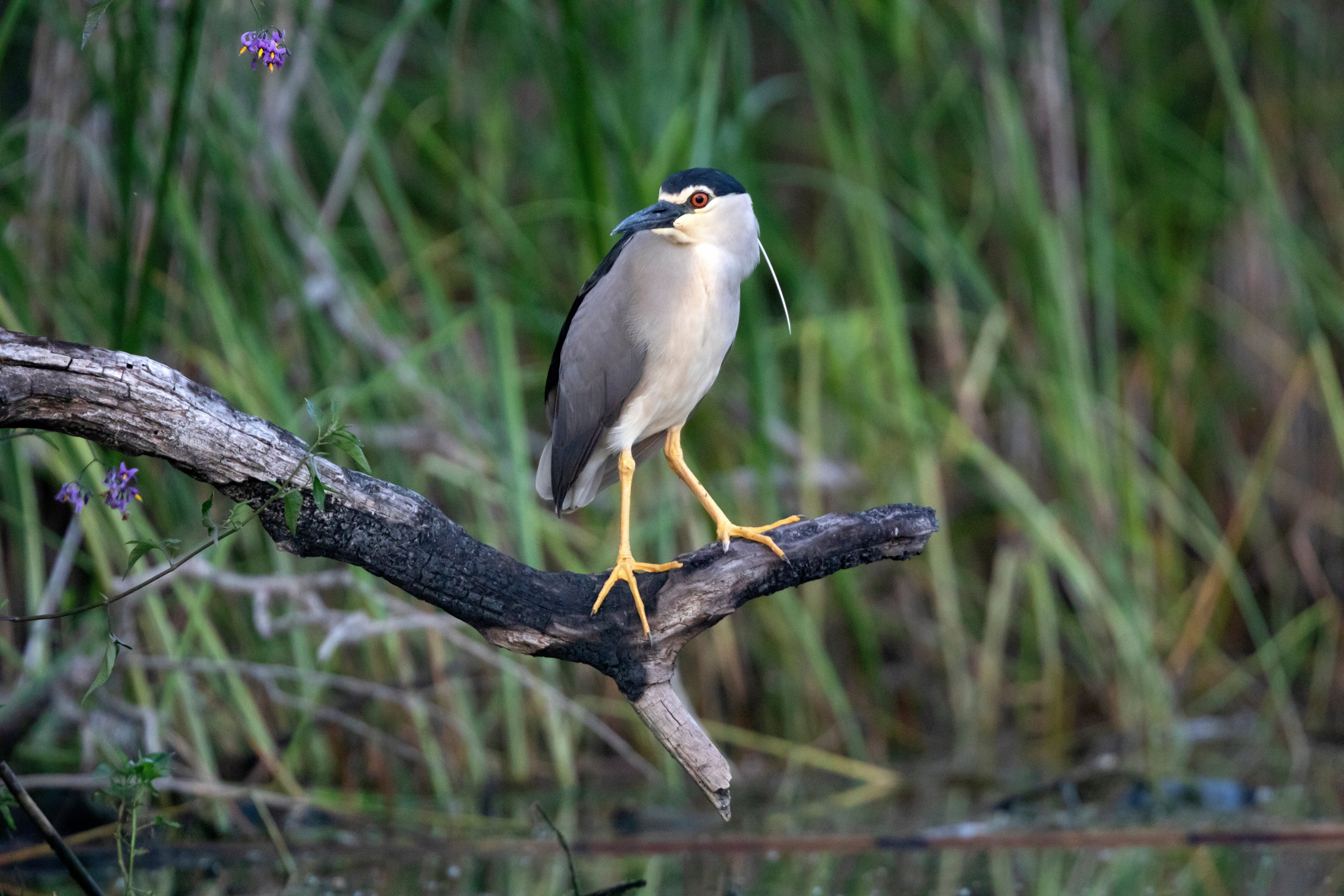 A scarce black-crowned night heron rarely seen in the UK has been spotted in Somerset, conservationists have revealed