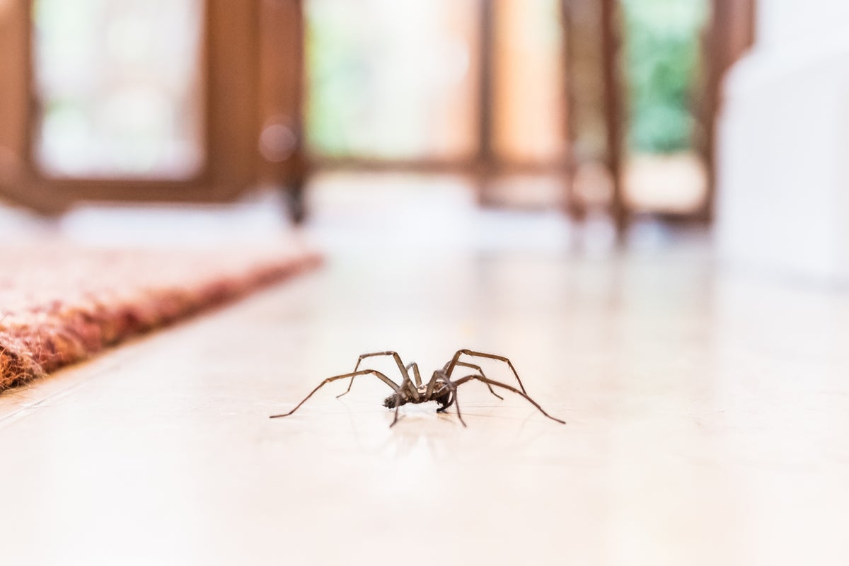 You should never kill spiders in your home. Here’s why You should never kill spiders in your home. Here’s why