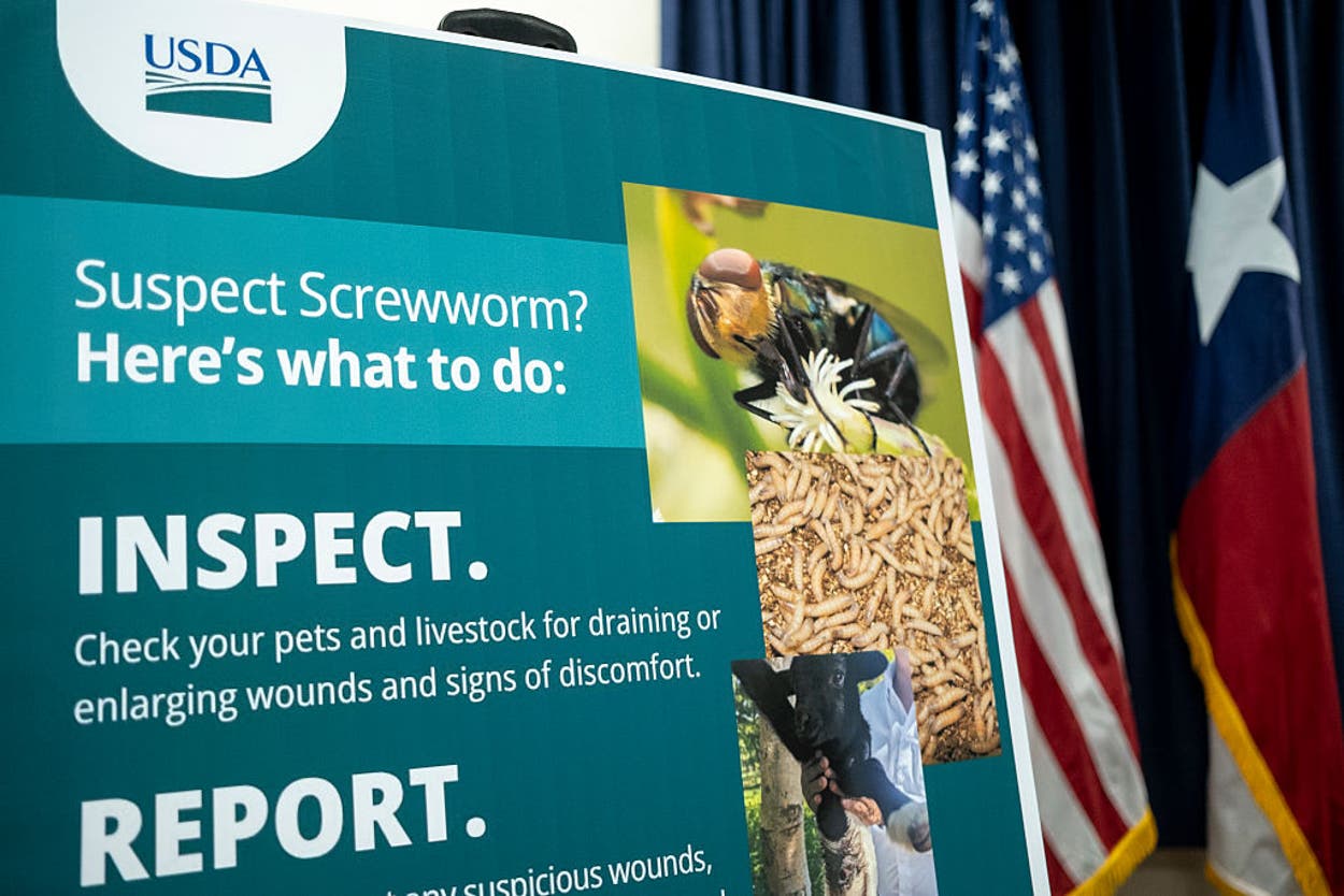 Ветеринар розповіла, як захистити тварин від нового виду паразита New World screwworm