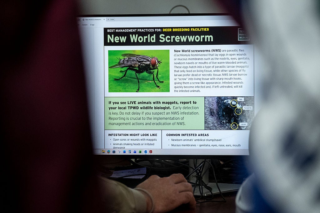 New World screwworms are the parasitic larvae of a species of fly that lays eggs in the living tissue of warm-blooded animals