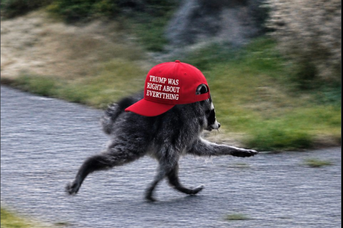 Anger after White House makes Jimothy the mutant raccoon MAGA – UK Times Anger after White House makes Jimothy the mutant raccoon MAGA – UK Times