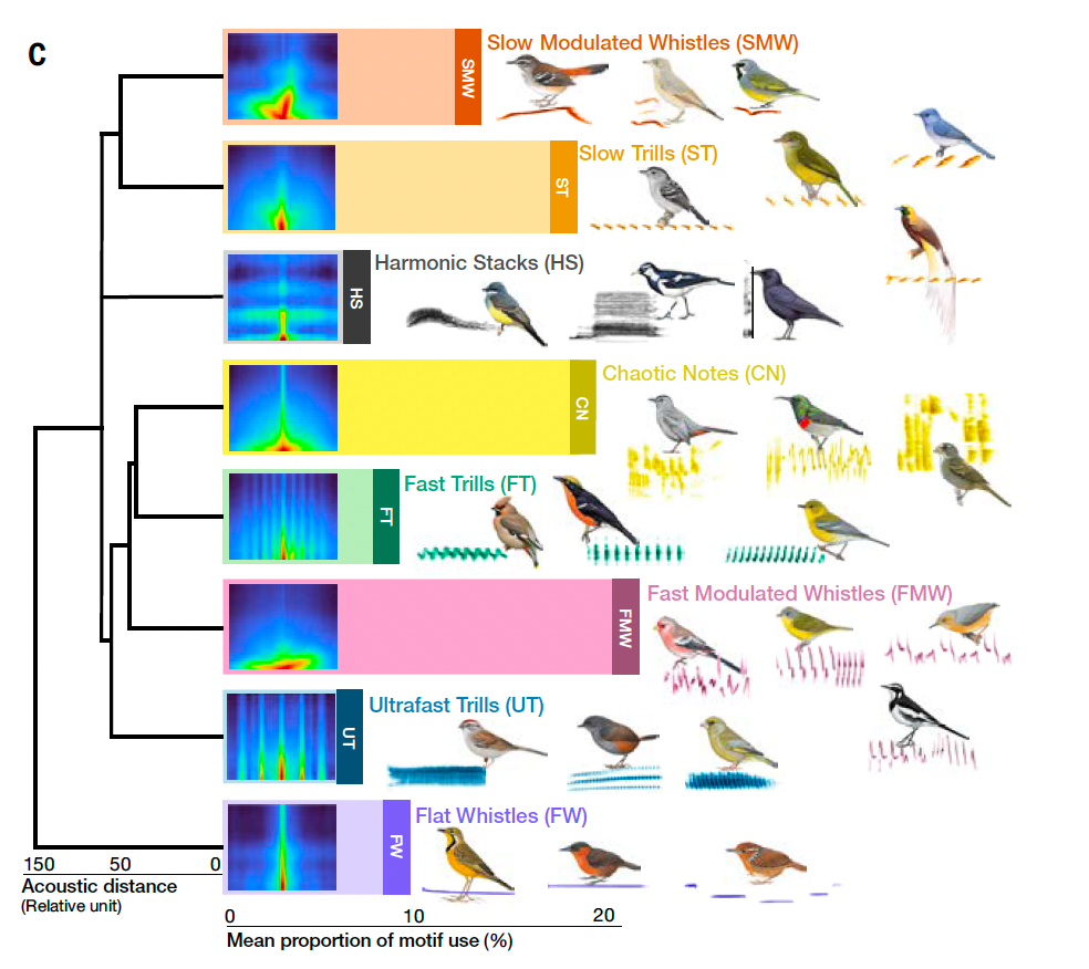 The eight different birdsong motifs