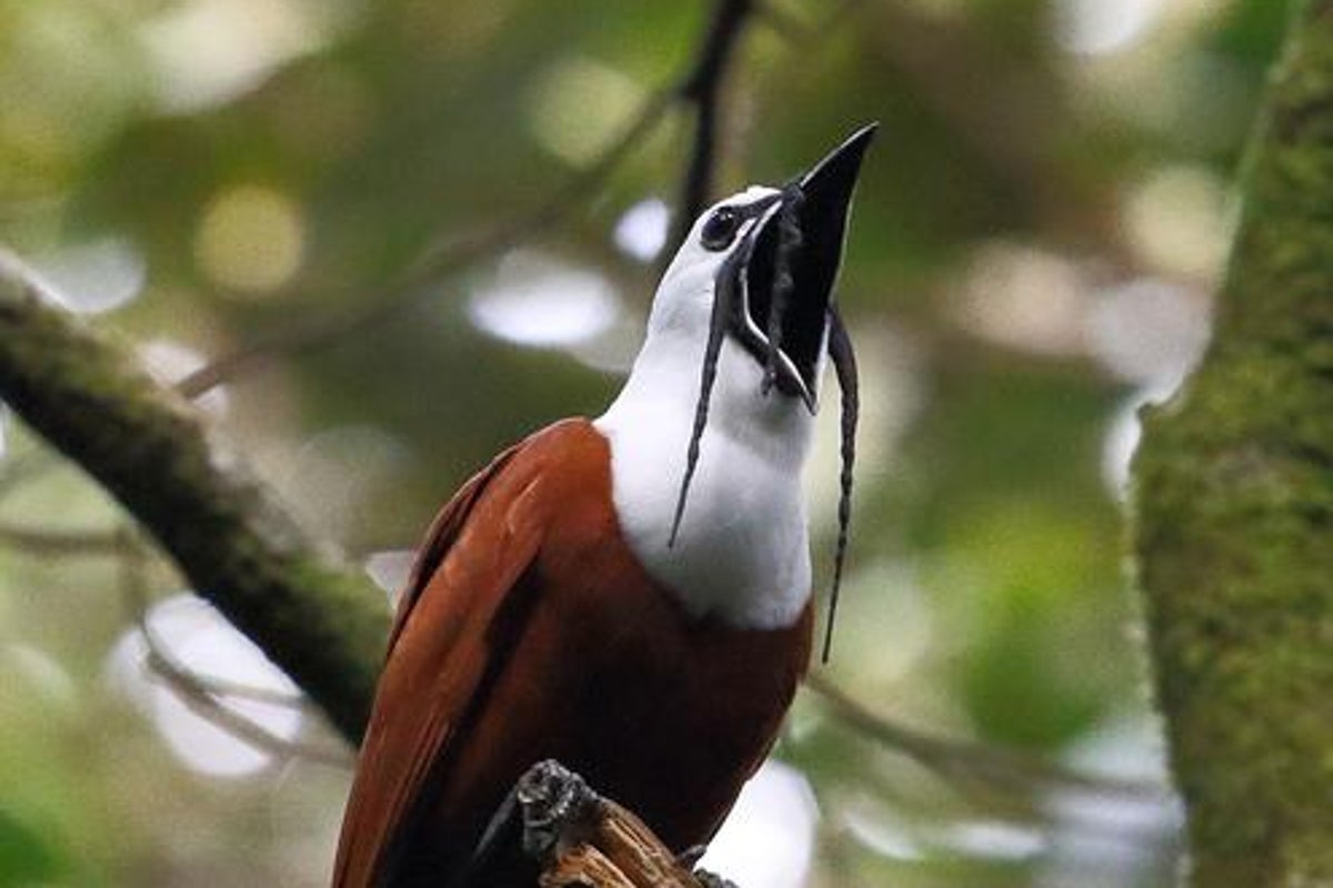 Scientists reveal eight building blocks that make up songs of all birds – UK Times Scientists reveal eight building blocks that make up songs of all birds – UK Times