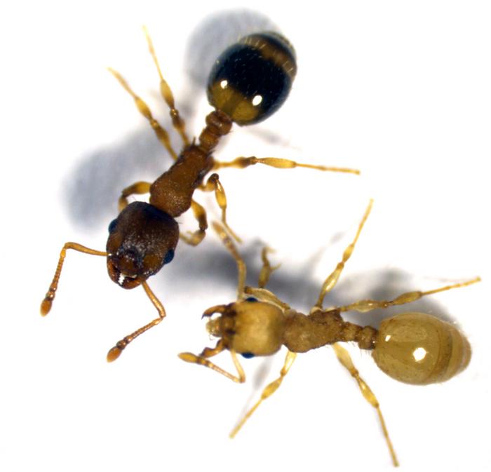 https://static.independent.co.uk/2026/07/24/9/20/A-worker-ant-of-the-species-Temnothorx-nylanderi-infected-with-the-tapeworm-Anomotaenia-brevis-recog.jpeg?trim=96,0,110,0&width=1200&height=800&crop=1200:800