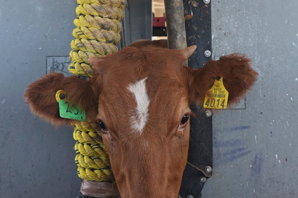 US says it will begin lifting a suspension of Mexican cattle imports starting in August – UK Times US says it will begin lifting a suspension of Mexican cattle imports starting in August – UK Times