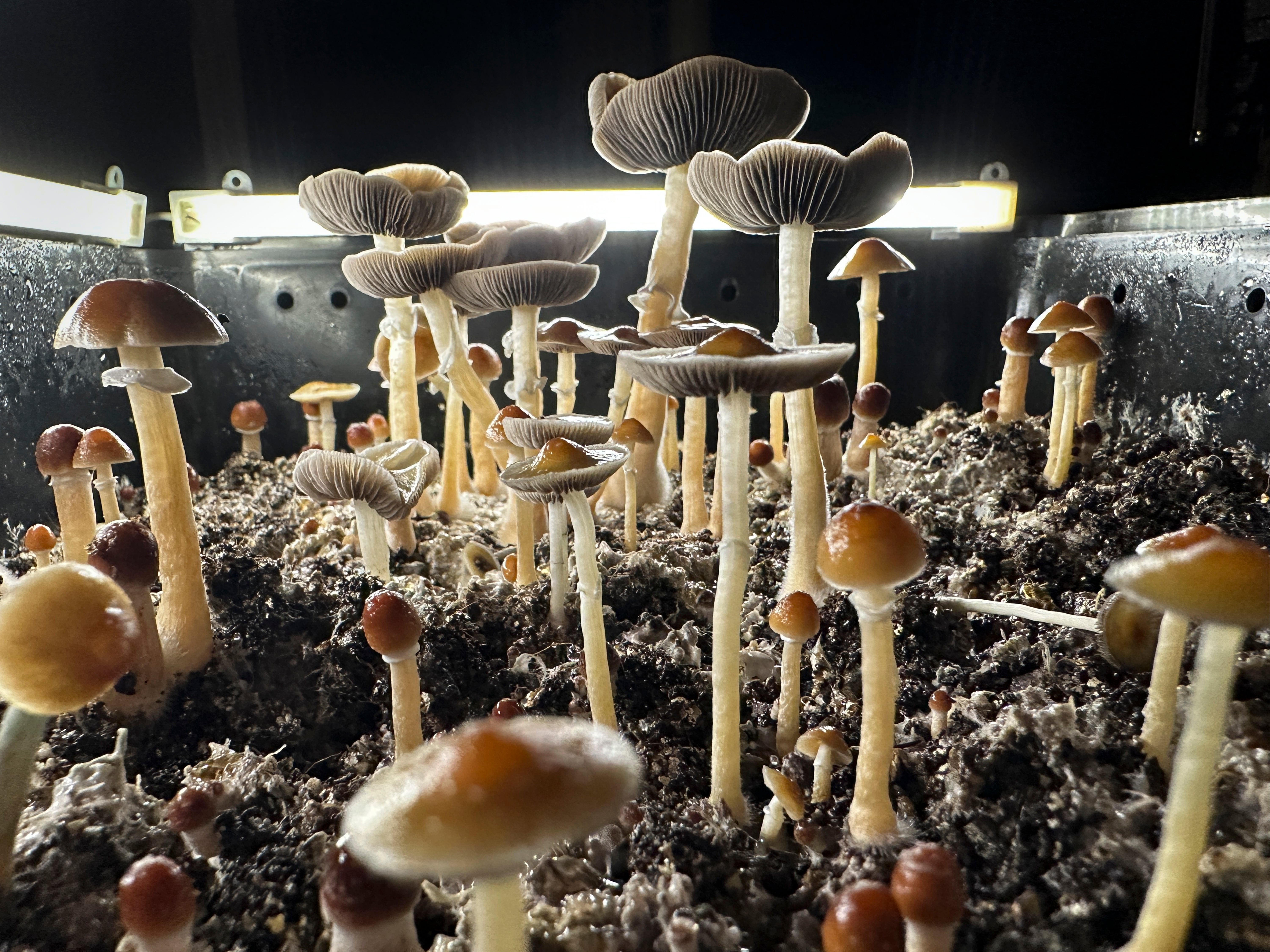 So-called magic mushrooms contain the hallucinogenic chemical psilocybin