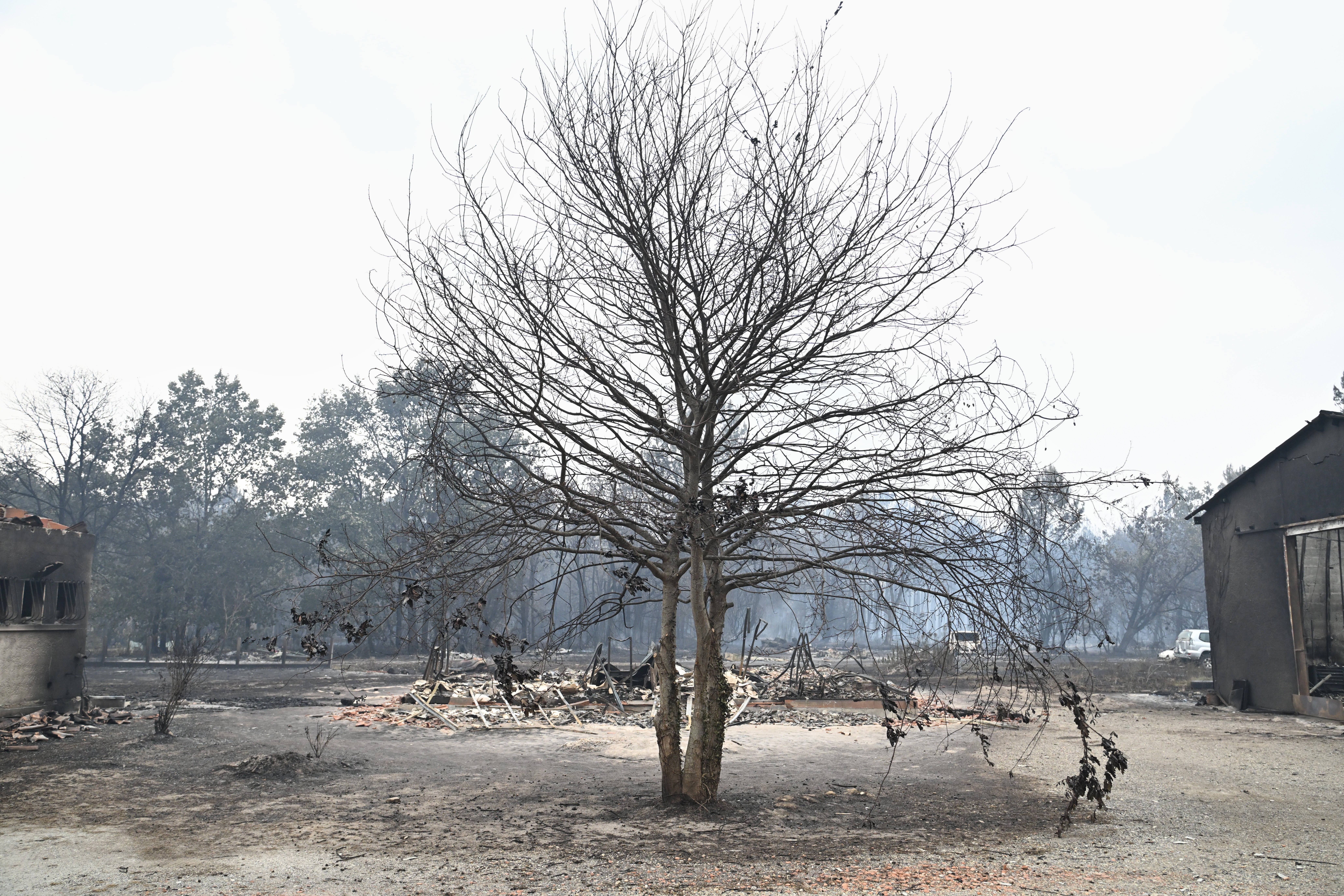 A burned tree is seen near Lacanau, in the Lege-Cap-Ferret region, southwestern France