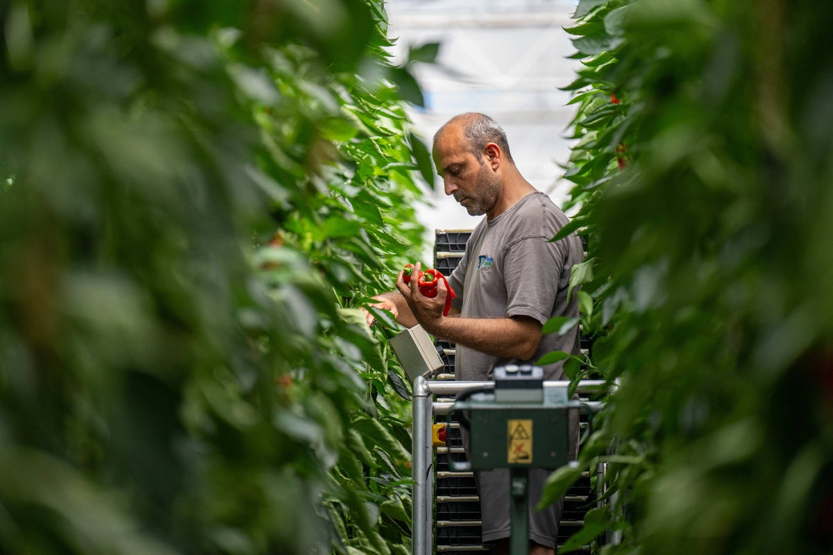 Sainsbury’s to increase British salad produce amid drought fears abroad – UK Times Sainsbury’s to increase British salad produce amid drought fears abroad – UK Times