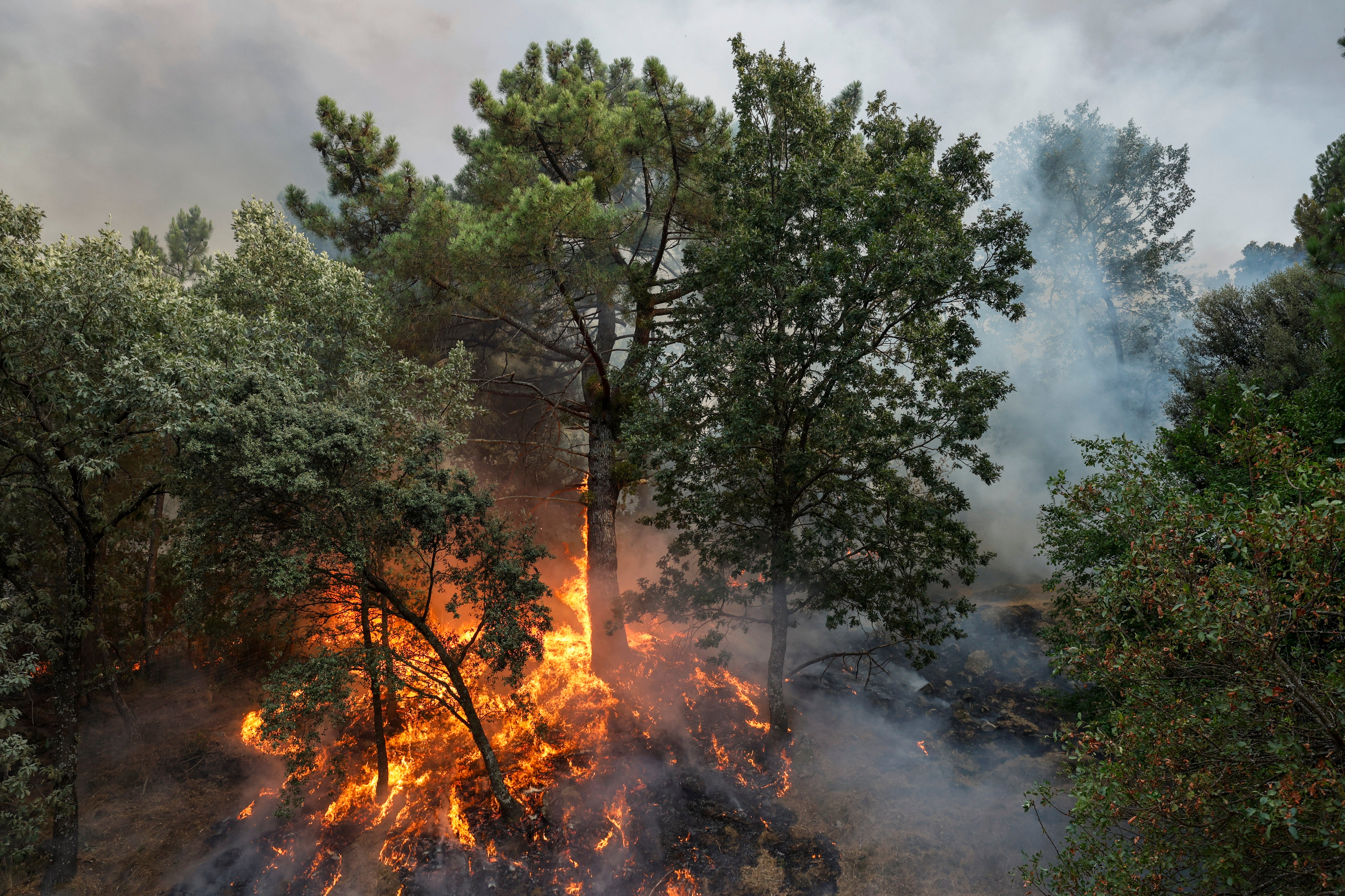 Trees burn during a wildfire next to La Atalaya neighborhood on 25 July 2026 in El Tiemblo, Madrid, Spain (Getty)