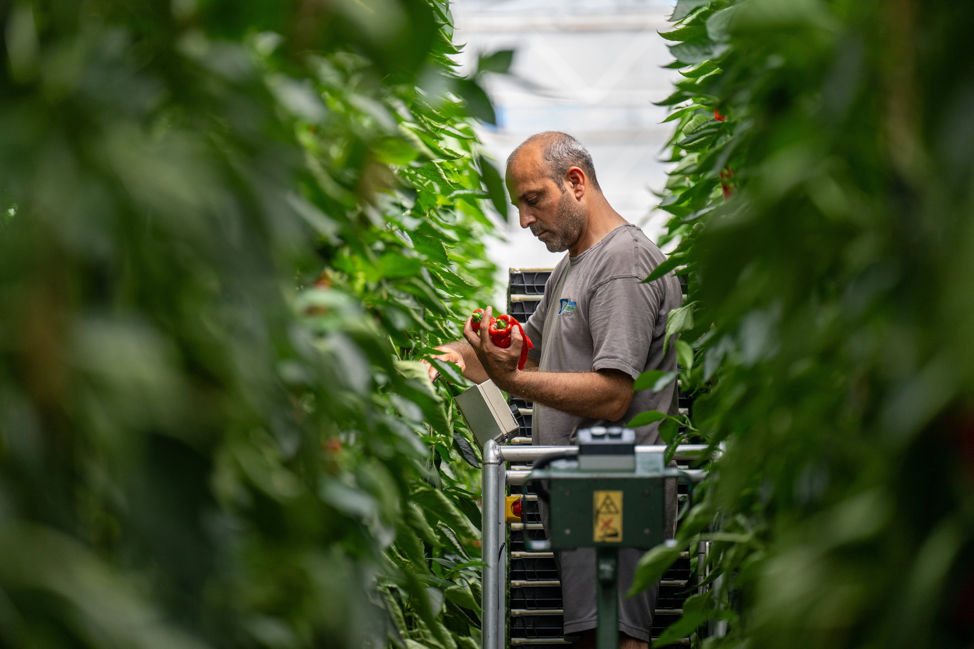 A Thanet Earth worker checking peppers (PA)