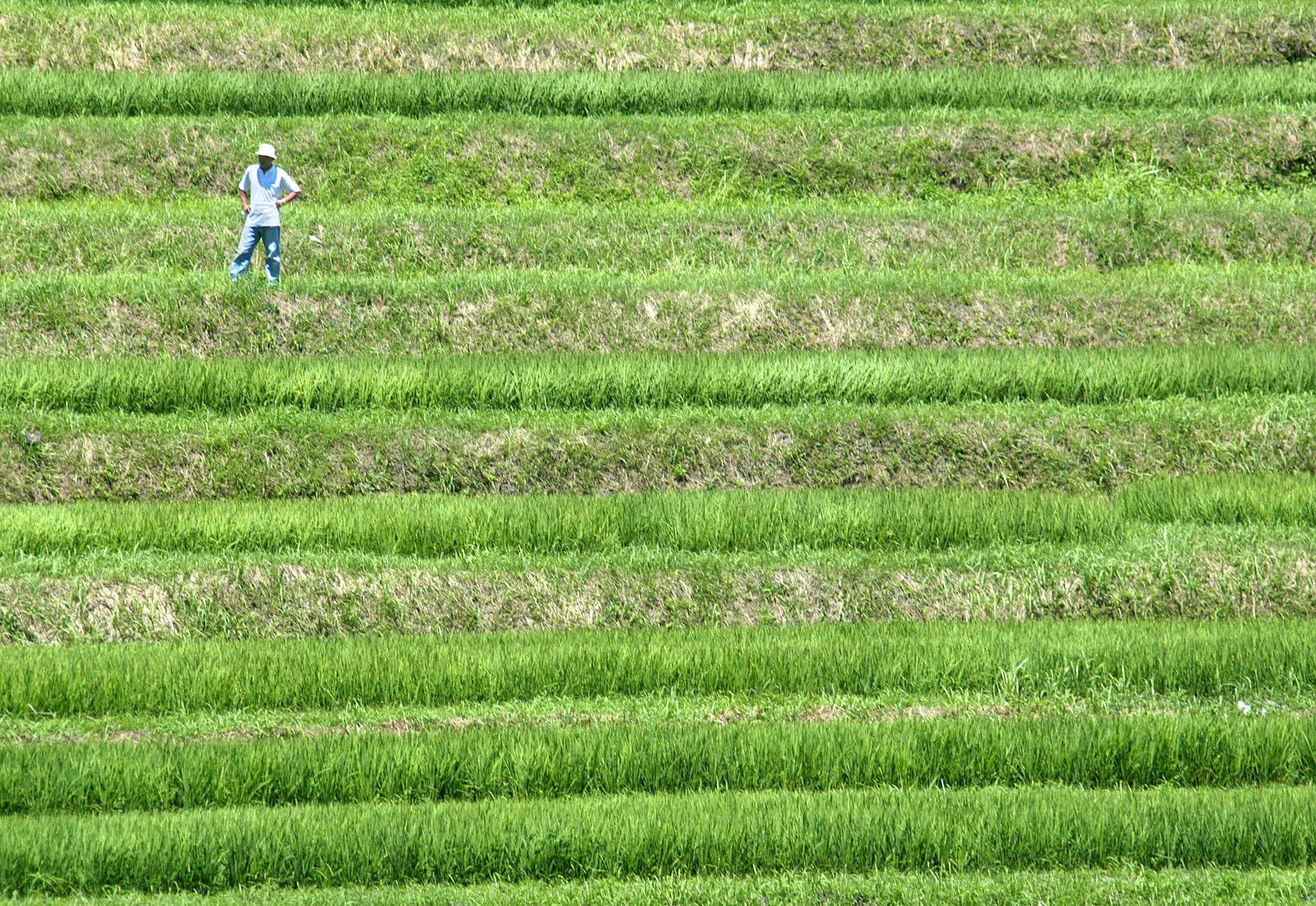 A farmer in a terraced paddy field in Asuka, Japan