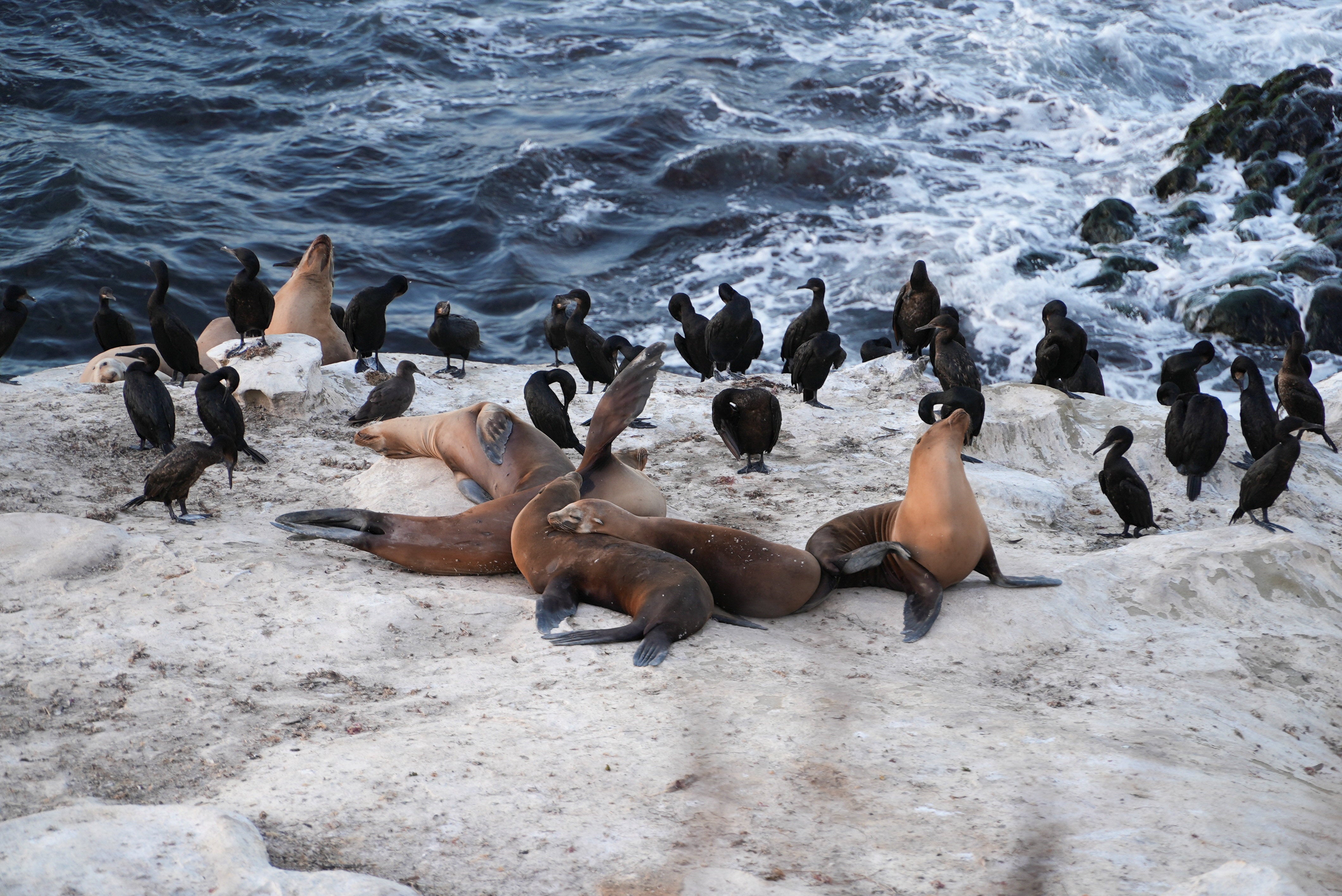 Sea lions on the beach in the La Jolla neighborhood of San Diego, California