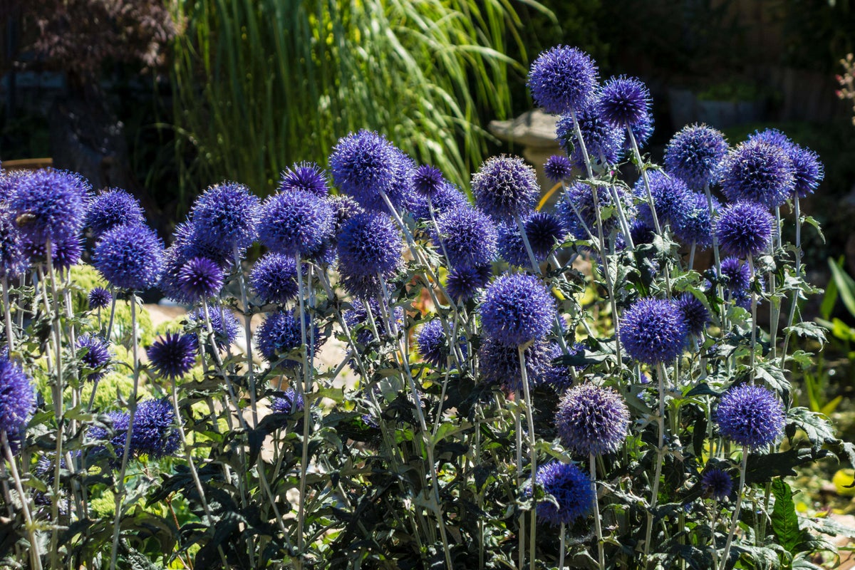 5 plants that may survive while you’re on holiday – UK Times