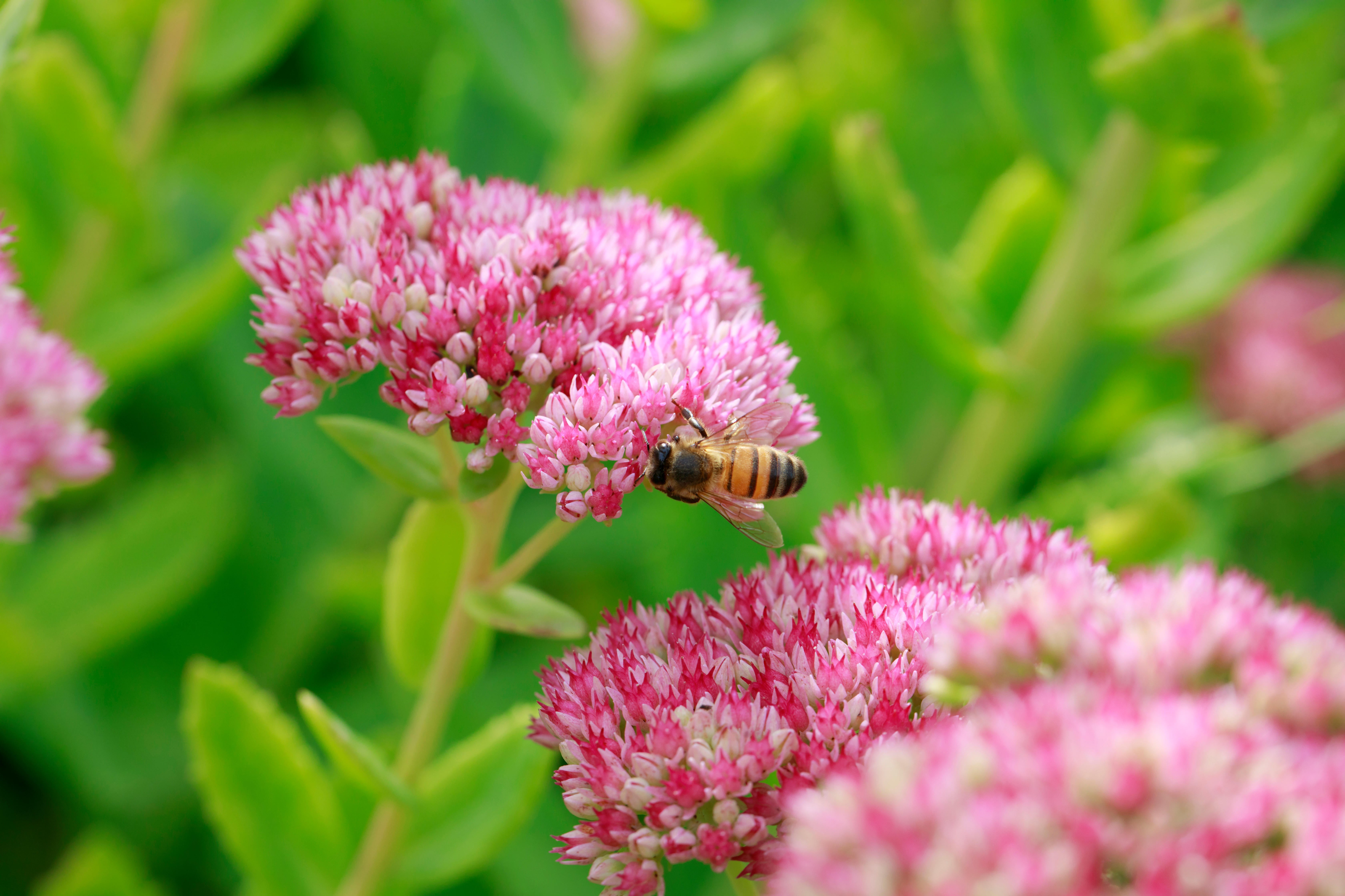 Sedum ‘Autumn Joy’ (Alamy/PA)