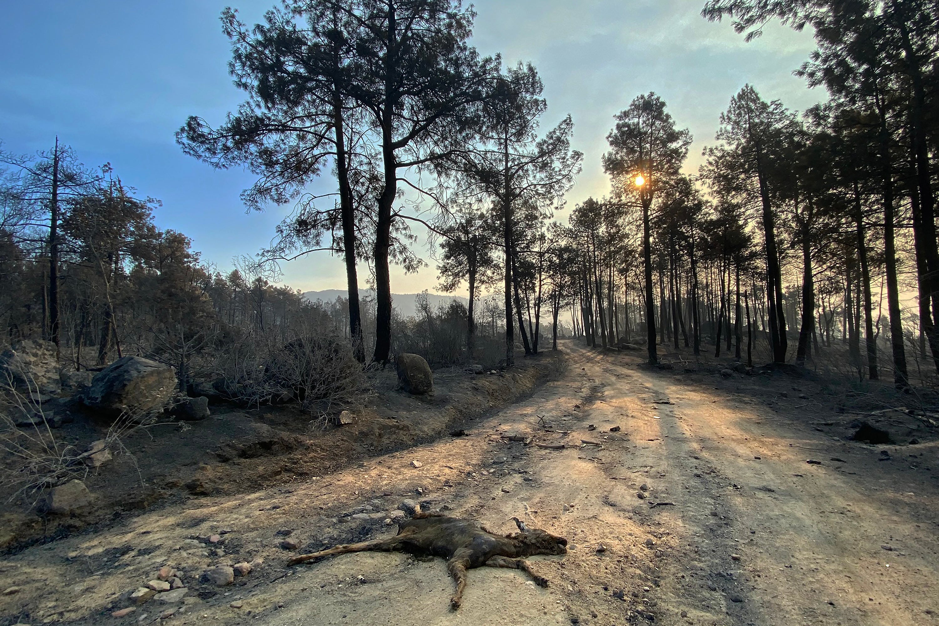 The charred remains of a young deer lie on the ground following a wildfire in the Burguillo reservoir area near Navaluenga, 100km west of Madrid (AFP/Getty)