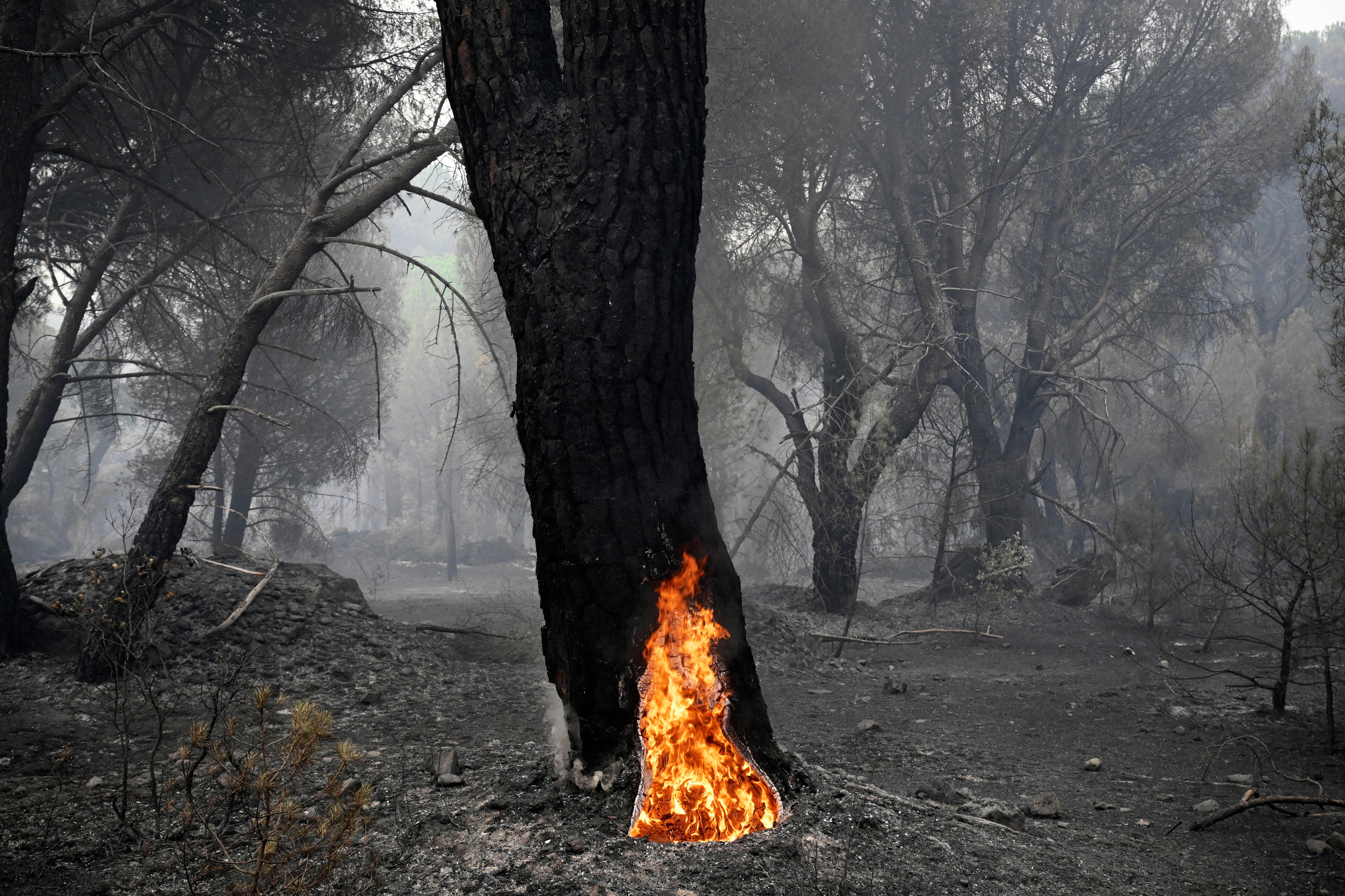 A large pine tree with its hollowed trunk still burning from the inside, is seen in a scorched forest following a wildfire near La Adrada, 95km west of Madrid (AFP/Getty)
