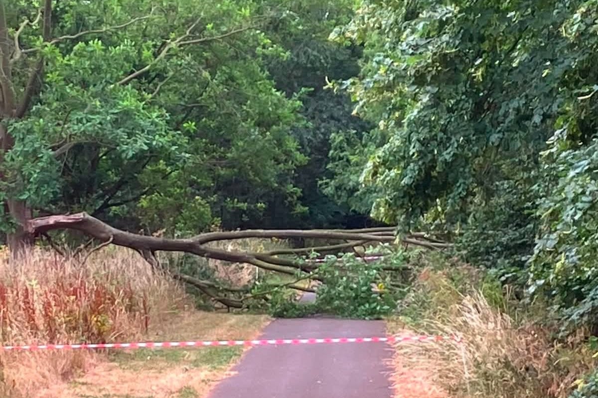 Don’t sit under trees in heatwave, park visitors told as Britain braces for 33C temperatures this week – UK Times Don’t sit under trees in heatwave, park visitors told as Britain braces for 33C temperatures this week – UK Times