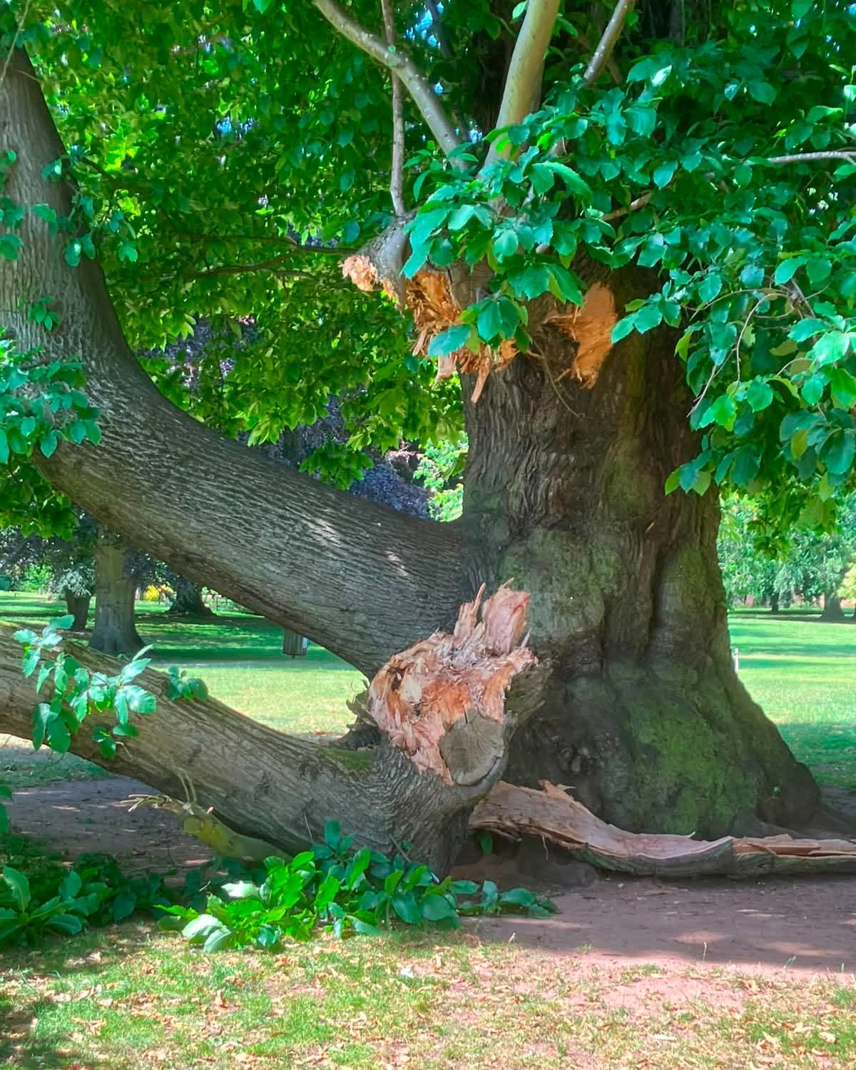 The park has seen a number of trees drop branches due to the heat