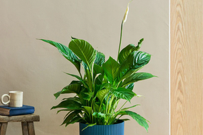Patch Plants Pippa