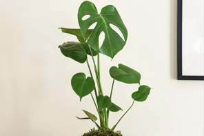 Dobies Monstera deliciosa