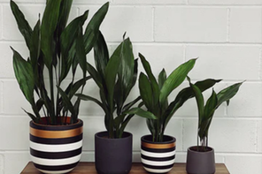 Quirky Plants Ian