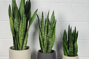 Quirky Plants Sammy