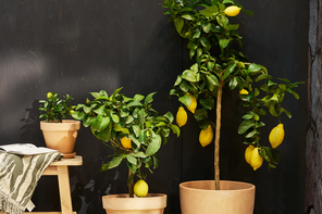 Patch plants vivi