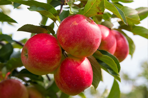 Dobies Apple 'Wonder Tree Elstar'