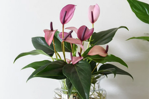 Dobies Anthurium Aqua in Sierglass