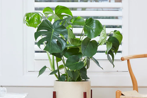 Patch Plants Chaz