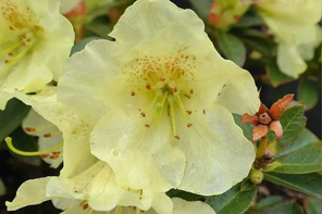 Jacksons Nurseries Rhododendron dwarf Curlew
