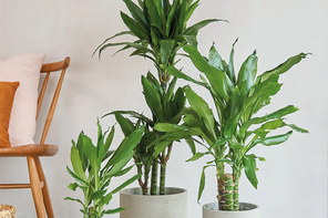 Beards & Daisies Dracaena Fragrans Steudneri