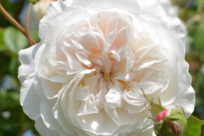 Jacksons Nurseries Rose 'Albrighton'