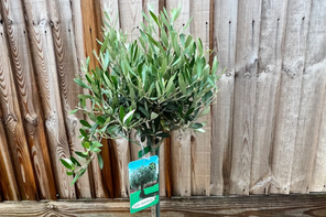 Quirky Plants Olivia - The Olive Tree