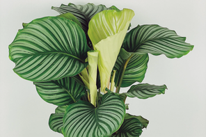 Quirky Plants Ollie