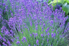 RHS Lavandula angustifolia 'Munstead'
