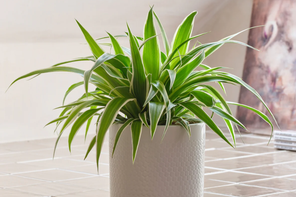Beards & Daisies spider plant