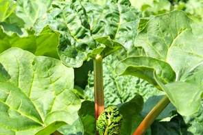 Jacksons Nurseries Rhubarb Victoria